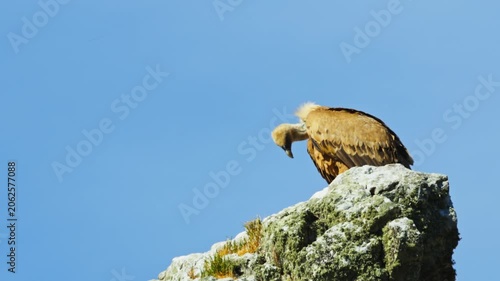 Griffon vulture Gyps fulvus perched on rock in Monfrague National Park, Extremadura, Spain 4k 50fps