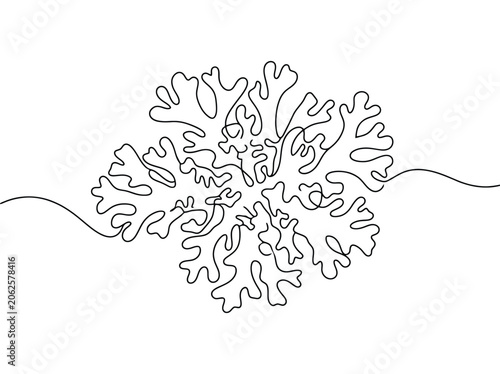 A single continuous line drawing of organic lichen plant showing intricate detail and a clean white background
