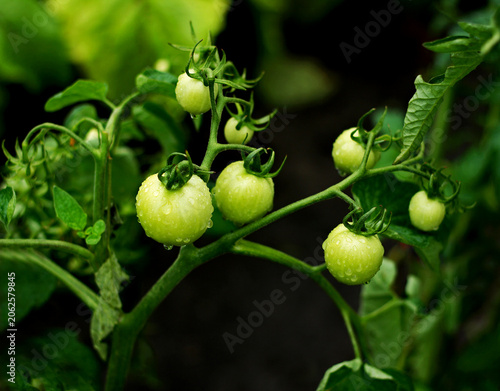 Green tomatoes on the branches.