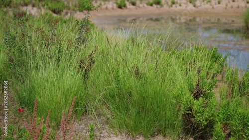 Native grasses and wetland vegetation growing along the shores of Les Madrigueres nature reserve near Sant Salvador in Catalonia Spain