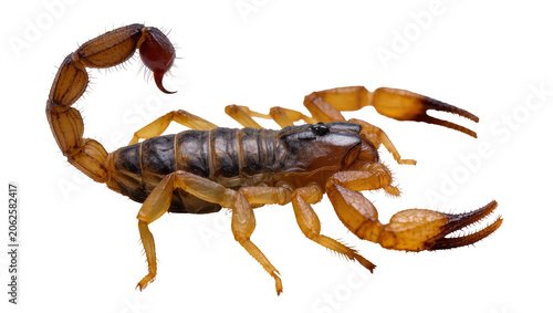 Foto Brown scorpion with segmented tail and pincers