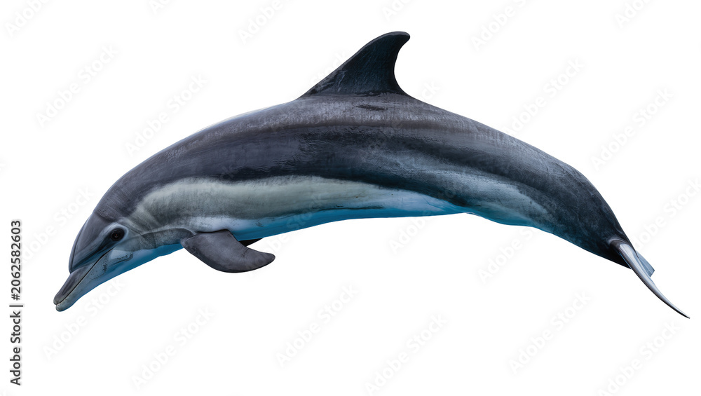 Obraz premium Dolphin swimming with grey and white stripes