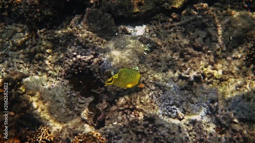 Lattice Butterflyfish swimming near rocky seabed, Chaetodon rafflesii foraging in tropical marine environment, underwater wildlife observation for marine biology and travel media
