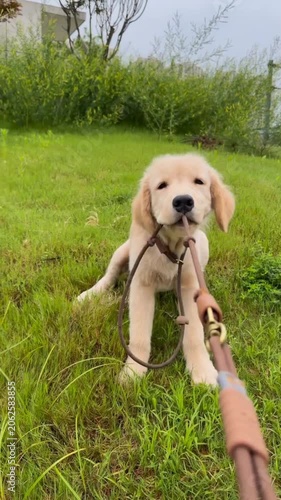 Golden retriever dog holding rope leash in mouth 