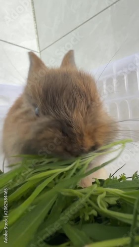 Close up of cute brown fluffy rabbit chewing green herbs indoor 