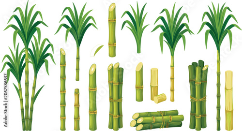 Sugarcane Plant Vector Set Featuring Fresh Stalks Green Leaves Cut Pieces and Tied Bundles for Organic Agriculture and Food Designs
