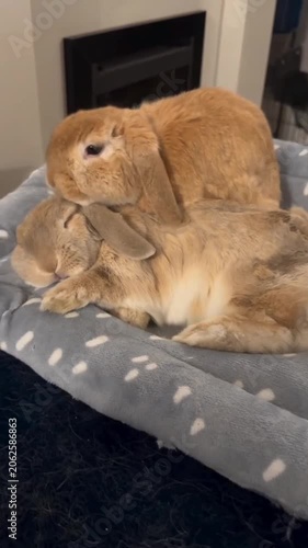 Two cute brown bunnies cuddling indoor pet love friendship 