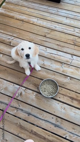 Adorable cute dog waiting for meal outdoor 
