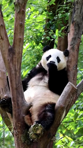 Cute giant panda bear relaxing in tree forest nature