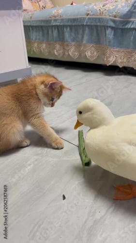 Brown kitten white duck sharing green leaf interaction indoor