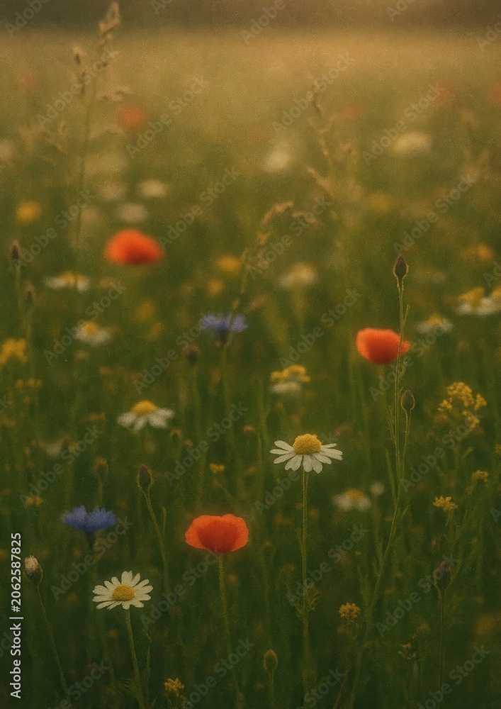 Obraz premium Serene wildflower meadow wallpaper.