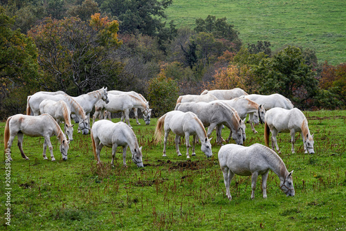 Quadro su tela White horses grazing in a green countryside pasture, Lipica, Slovenia
