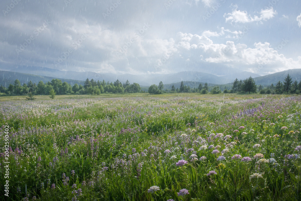 Obraz premium Realistic Spring Nature Photo of Blooming Field Soft Rain
