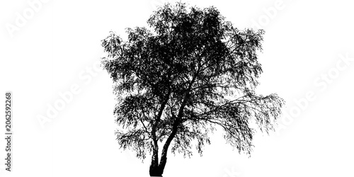 Fotografie A silhouette of a tree with a slender trunk and sprawling branches against a tra