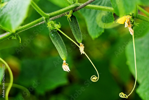 Two green cucumber.