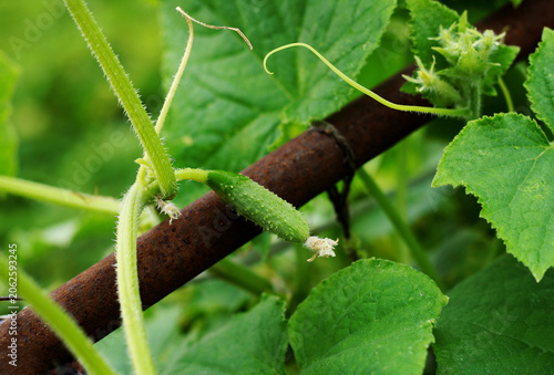 Branch with a small green cucumber.
