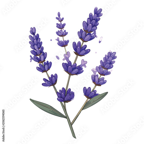 Beautiful watercolor illustration of purple lavender flowers on white background.