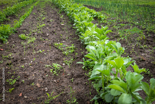 Fotografie Young Broad Bean Plants Growing in Organized Garden Rows