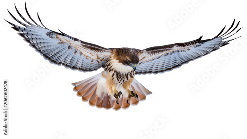 Canvas Print Red-tailed hawk bird of prey with wings spread in flight