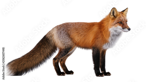 Foto Red fox standing profile view with bushy tail
