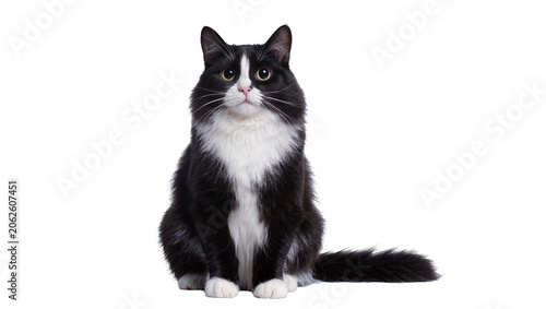 Фотография Fluffy black and white tuxedo cat sitting attentively