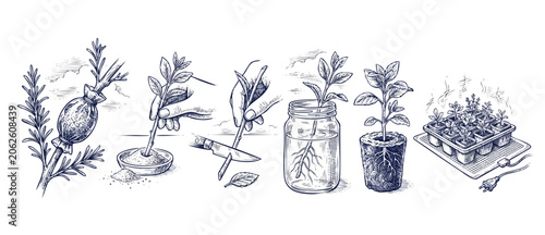 Konstfotografi Plant propagation steps diagram sketch showing air layering, cutting stems, dipping in rooting hormone, water jar rooting, peat plug planting, and seedling heating mat on a clean white background