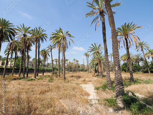 Sunny palm trees in a green park in Alicante, Spain