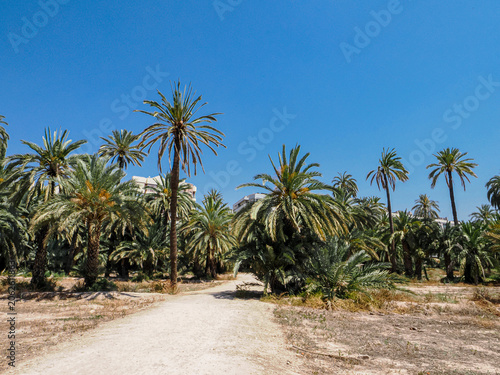 Sunny palm trees in a green park in Alicante, Spain