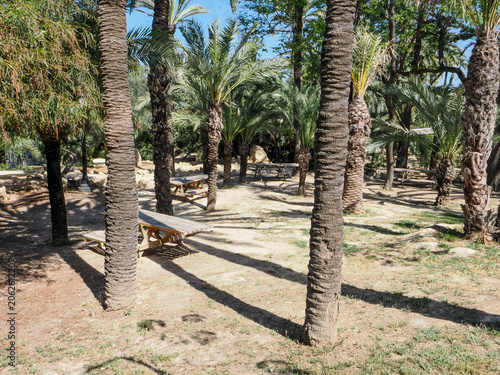 Sunny palm trees in a green park in Alicante, Spain