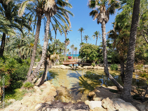Sunny palm trees in a green park in Alicante, Spain