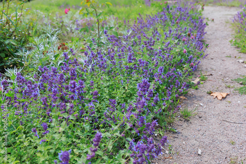 Obraz premium Salvia officinalis growing along a pathway in a garden during daytime
