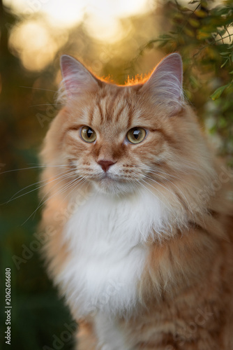 A photo of a ginger fluffy cat next to a flowering acacia tree.