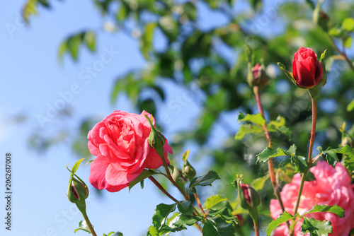 Valokuva White and pink varietal rose blooms on a sunny day in a garden surrounded by gre