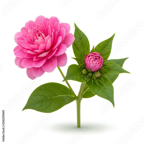 Pink rose flower with green leaves on white background