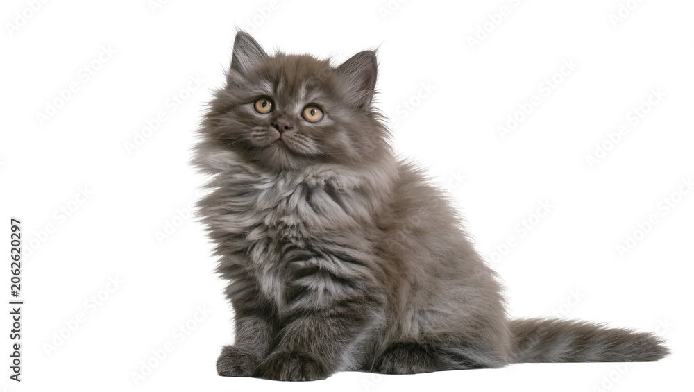 Φωτογραφία Fluffy grey kitten with yellow eyes sitting