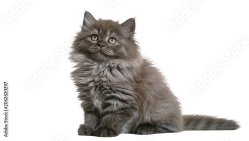 Φωτογραφία Fluffy grey kitten with yellow eyes sitting