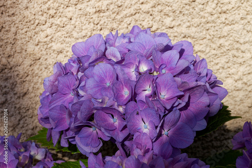 Obraz na plátně Hortensia violet contre un mur un matin d'été