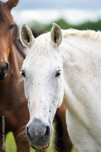 mares & foals, horse in field, equestrian, freedom, nature, animal, wildlife, outdoor