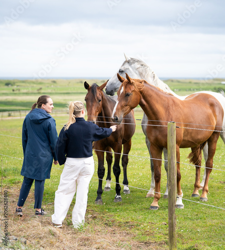 mares & foals, horse in field, equestrian, freedom, nature, animal, wildlife, outdoor