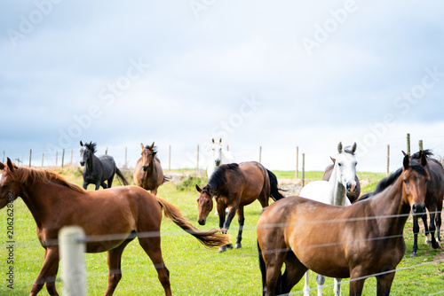 mares & foals, horse in field, equestrian, freedom, nature, animal, wildlife, outdoor
