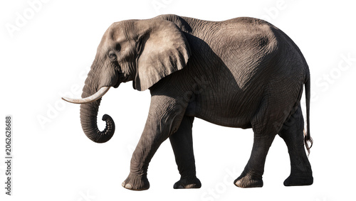 Fotografie African elephant walking, large mammal with tusks and trunk