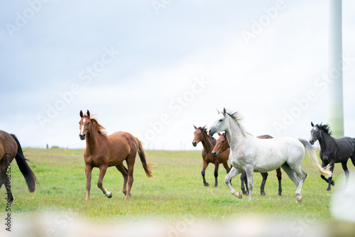 mares & foals, horse in field, equestrian, freedom, nature, animal, wildlife, outdoor