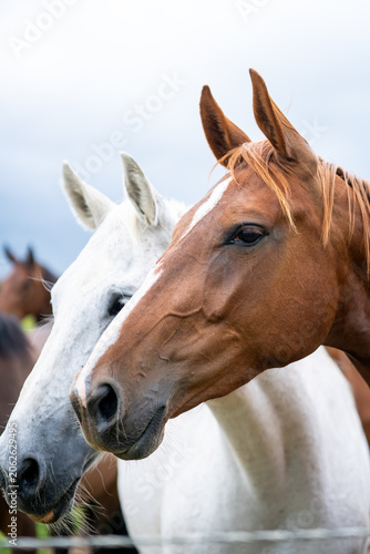 mares & foals, horse in field, equestrian, freedom, nature, animal, wildlife, outdoor
