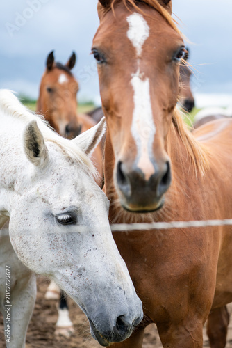 mares & foals, horse in field, equestrian, freedom, nature, animal, wildlife, outdoor