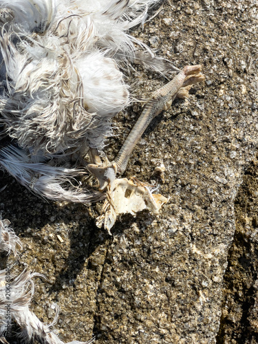 Canvas Print A high-angle close-up shot of a dead seabird's decomposed carcass, showing white weathered feathers, exposed bone, and a dried leg on rough granite rock