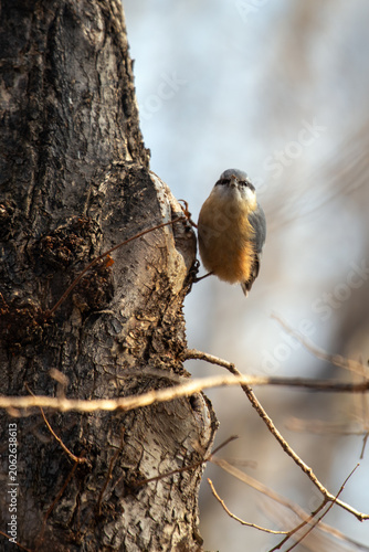 Tableau sur toile Eurasian Nuthatch Front View on a Tree Trunk