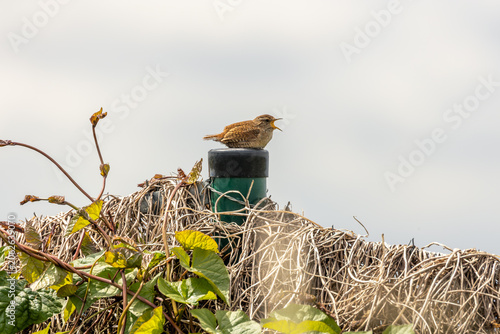 Photography Eurasian Wren Singing on a Fence Post