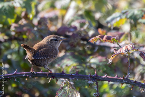 Photography Eurasian Wren in Autumn Sunlight
