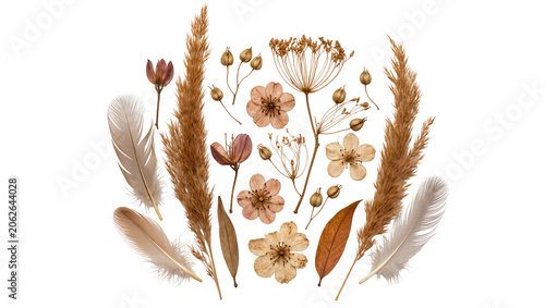 Dried flowers feathers, and grass plumes arranged in a decorative composition
