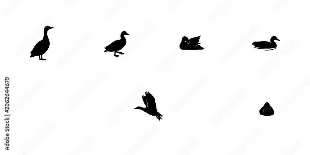 Fototapeta premium Duck Silhouettes in Various Poses on a White Background, Black Bird Icons for Wildlife and Vector-Style Illustration Design